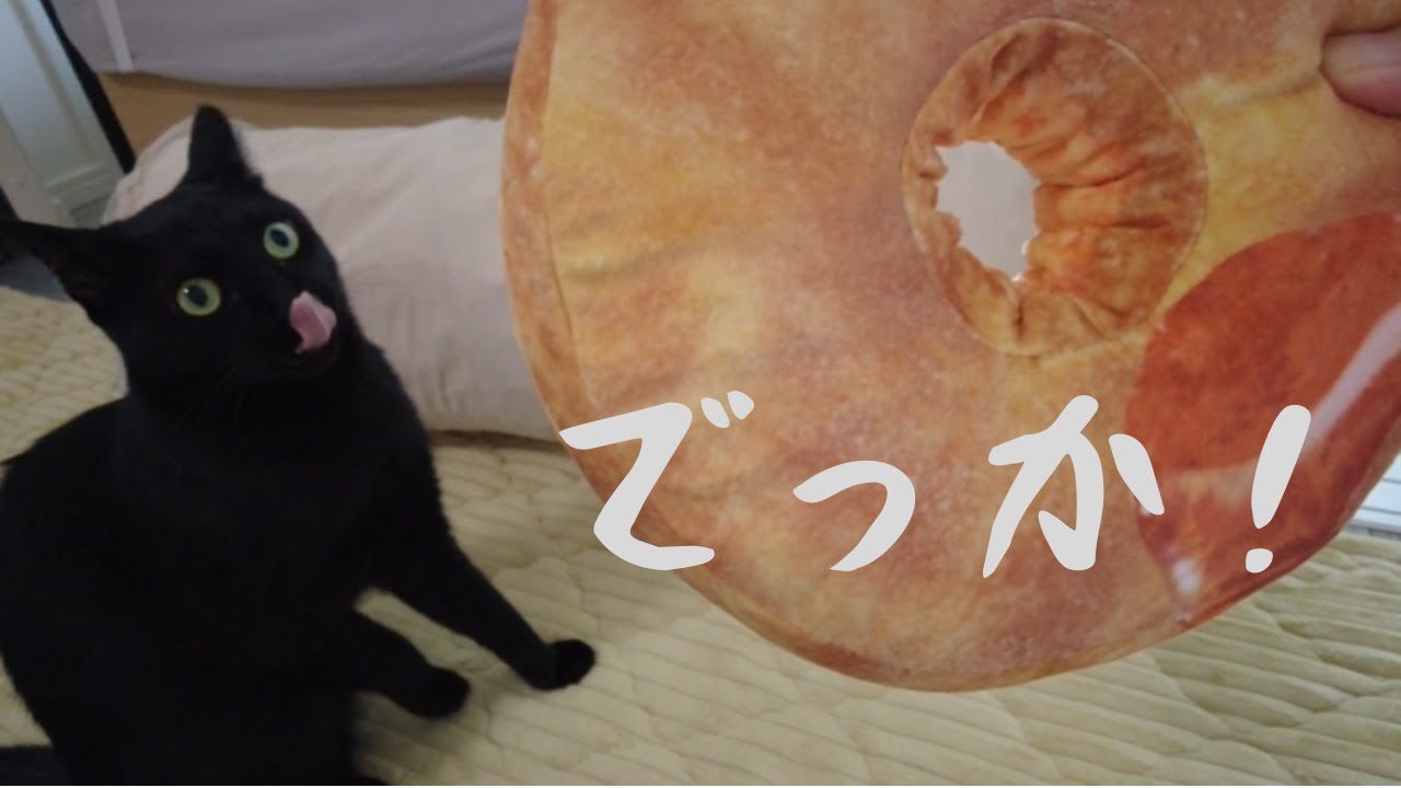 保護猫ルナの ケンタッキー 福袋開封 2026年！お気に入りはビスケットのクッションのようです！