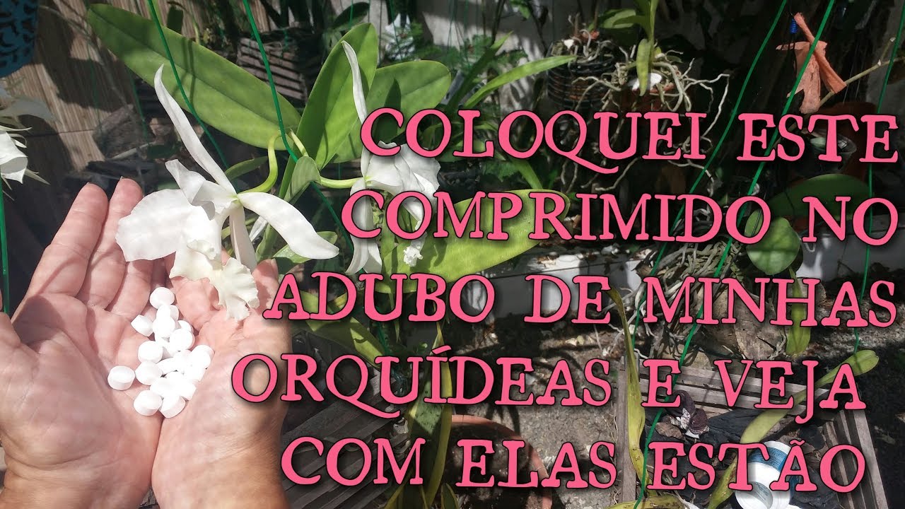 UM COMPRIMIDO QUE FAZ AS ORQUÍDEAS FLORIR, ENRAÍZAR MUITO RÁPIDO ....!!!