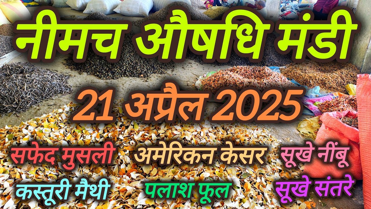 10 टन सूखे करेले बेचने आए किसान को उठाना पड़ा 2 लाख का नुकसान 🤯🤯 ।। नीमच औषधि मंडी ।। Neemuch Mandi