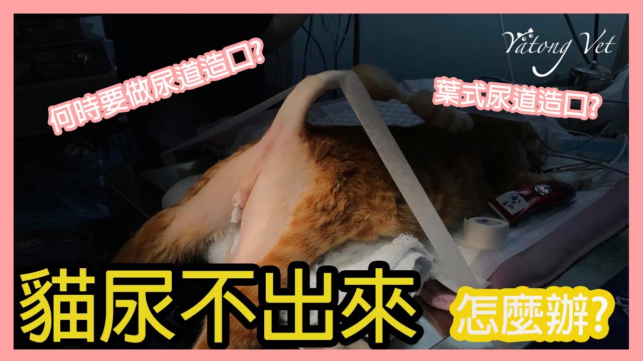 貓咪血尿、尿不出來!!尿道造口的不同方法介紹｜牙痛獸醫看劇中Ep3