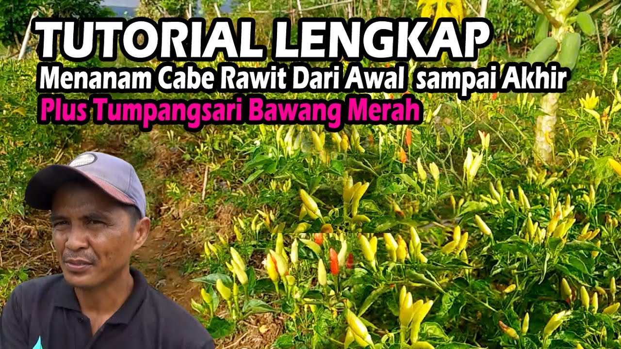 Tutorial Lengkap Menanam Cabe Rawit Di Lahan Dari Semai Benih Sampai Panen