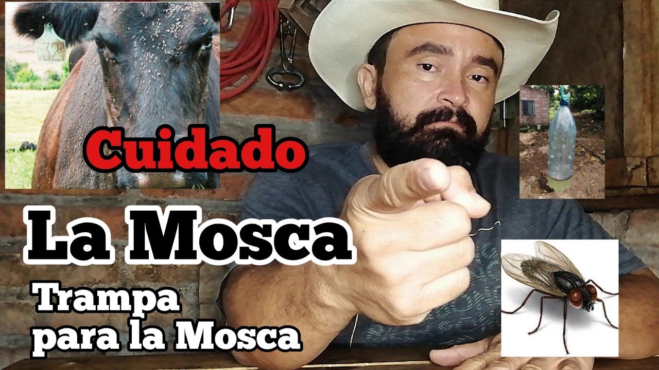 La Mosca puede acabar con su ganado, veamos cómo eliminarla