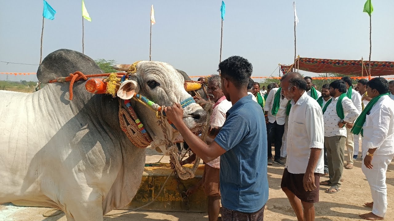 కేశంపేట సీనియర్ విభాగం బండలాగుడు పోటీలు 3వ జత  బంటుపల్లి గోపాల్ యాదవ్