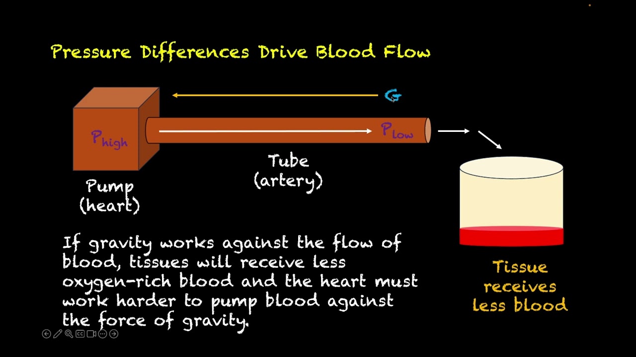 Flight Physiology and Human Factors - Chapter 8 - Accelerations in Flight