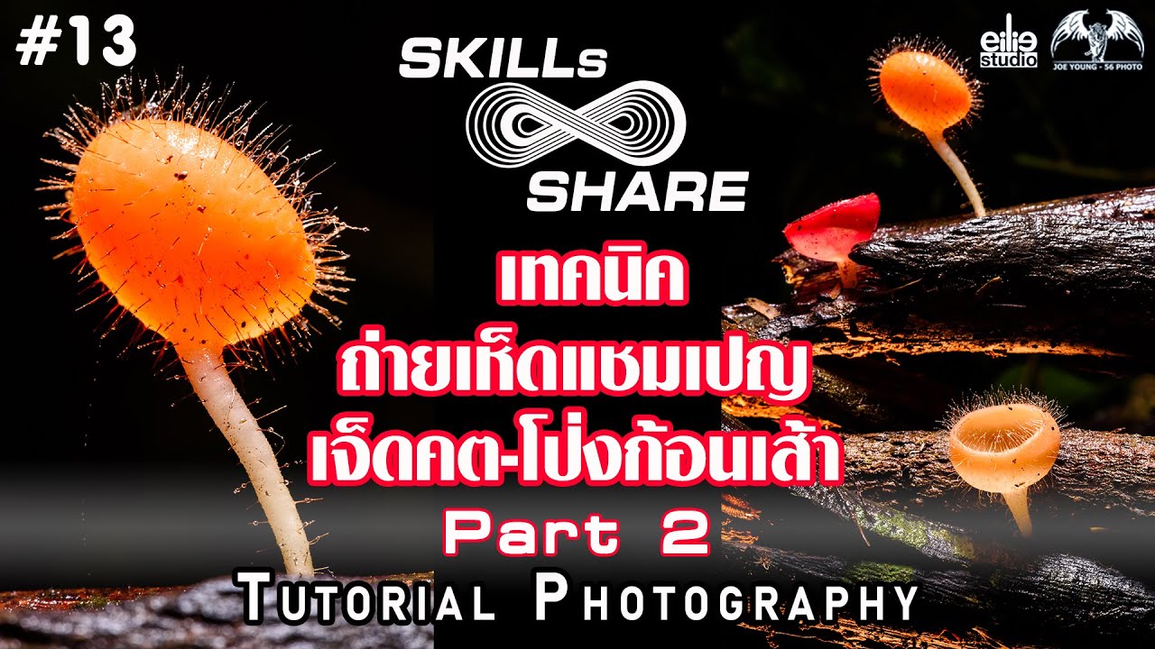 Skills Share #13 เทคนิคถ่ายภาพมาโคร เห็ดแชมเปญ Part 2| วิธีการถ่ายและจัดแสง | Fungi Macro | รีรัน
