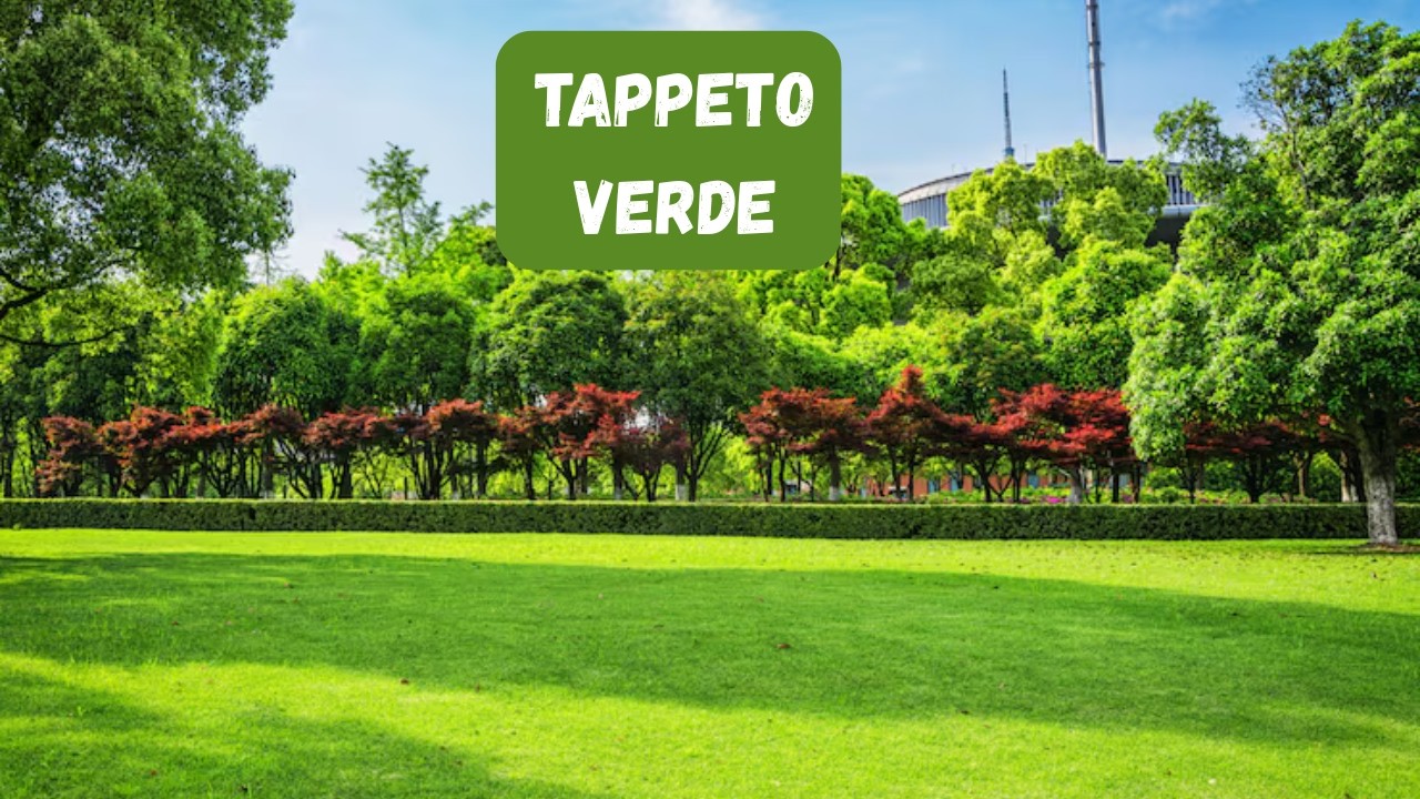 Manutenzione del prato perfetto: trucchi e suggerimenti