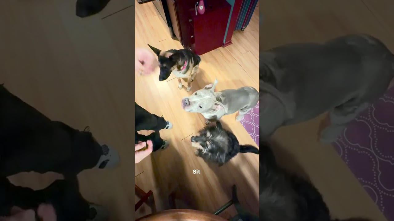 Petco super sale unbagging!  