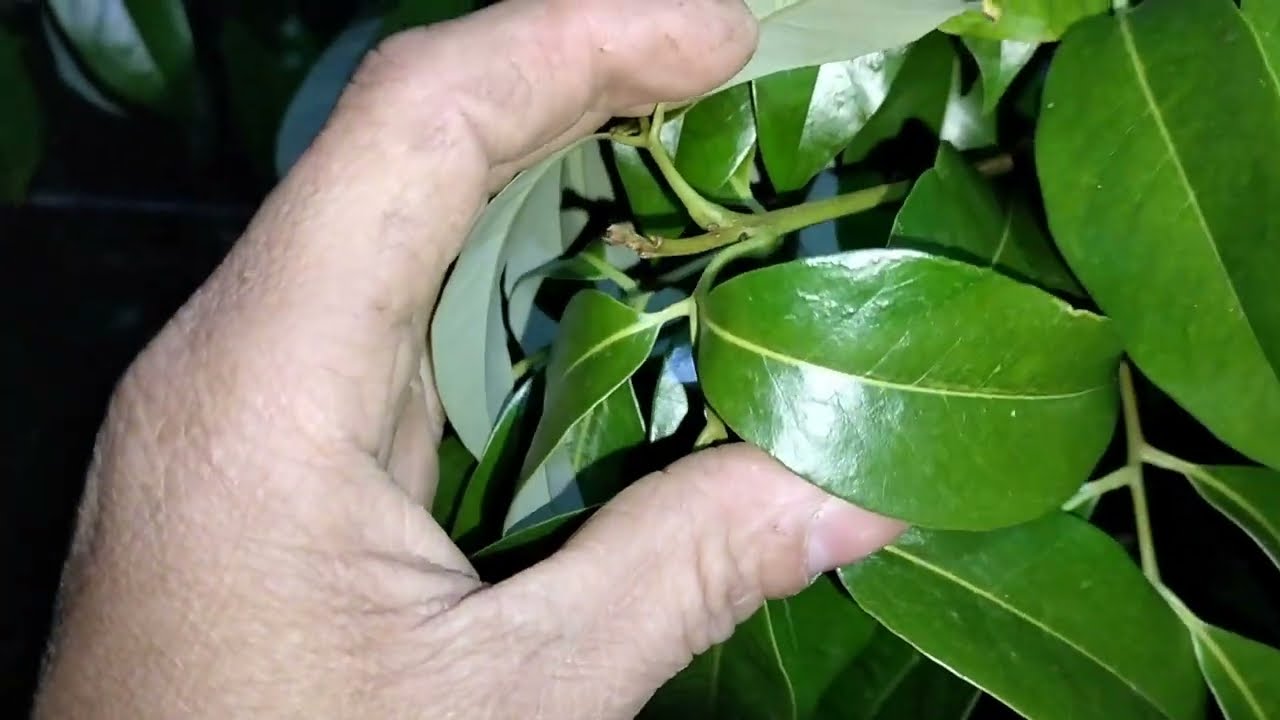 U Hồng chưa ra hoa phải kích mạnh nhé!
