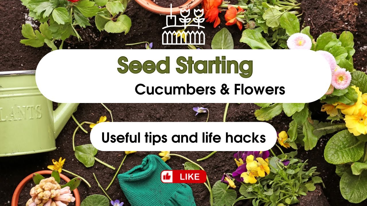 Seed Starting Cucumber’s & Flowers