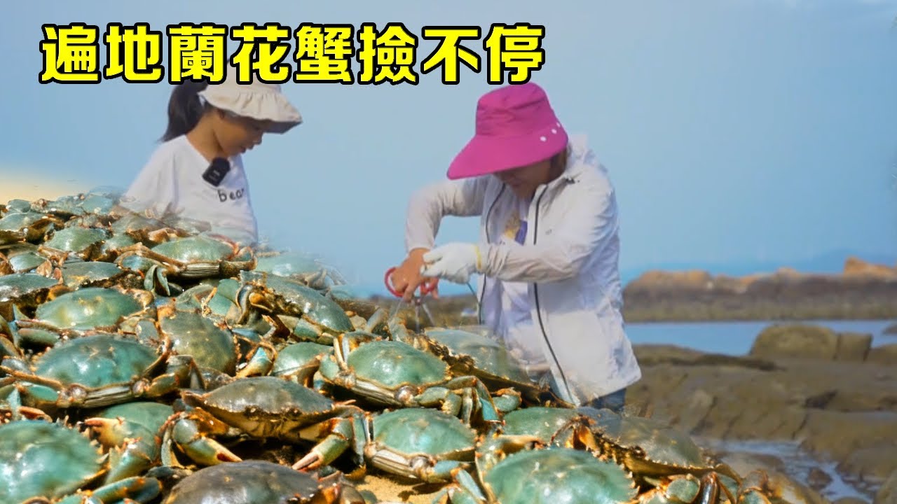 小漁無人島趕海，遍地蘭花蟹撿不停，輕鬆爆桶太過癮【漁小仙】