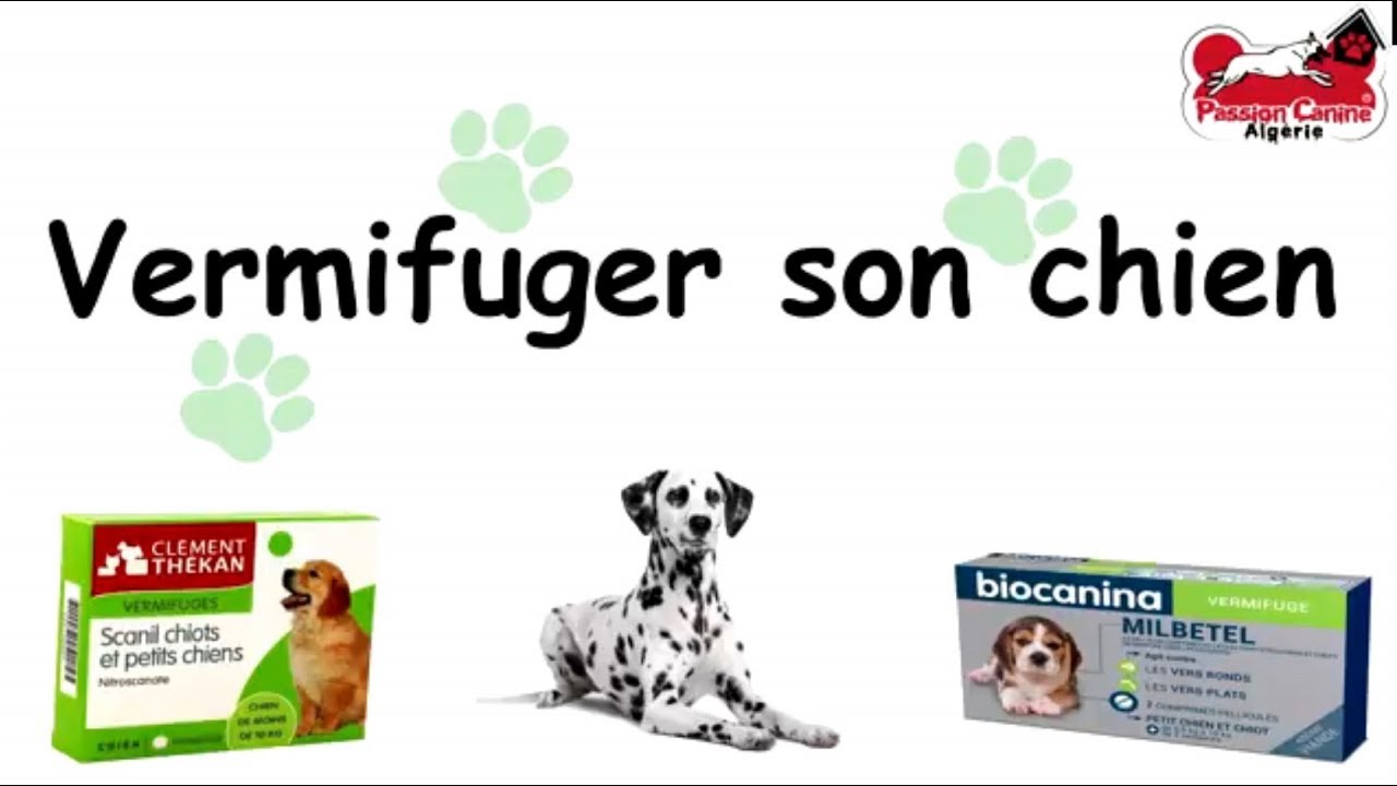 Vermifuger son chien