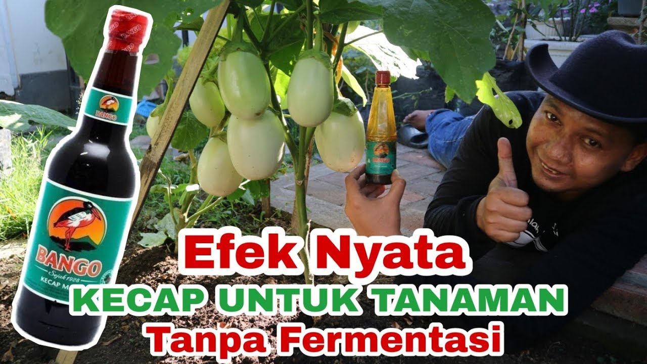 Modal Kecap Doang!! pasti bisa Subur, BUKTIKAN!! || Soy sauce for plants Fertilizer