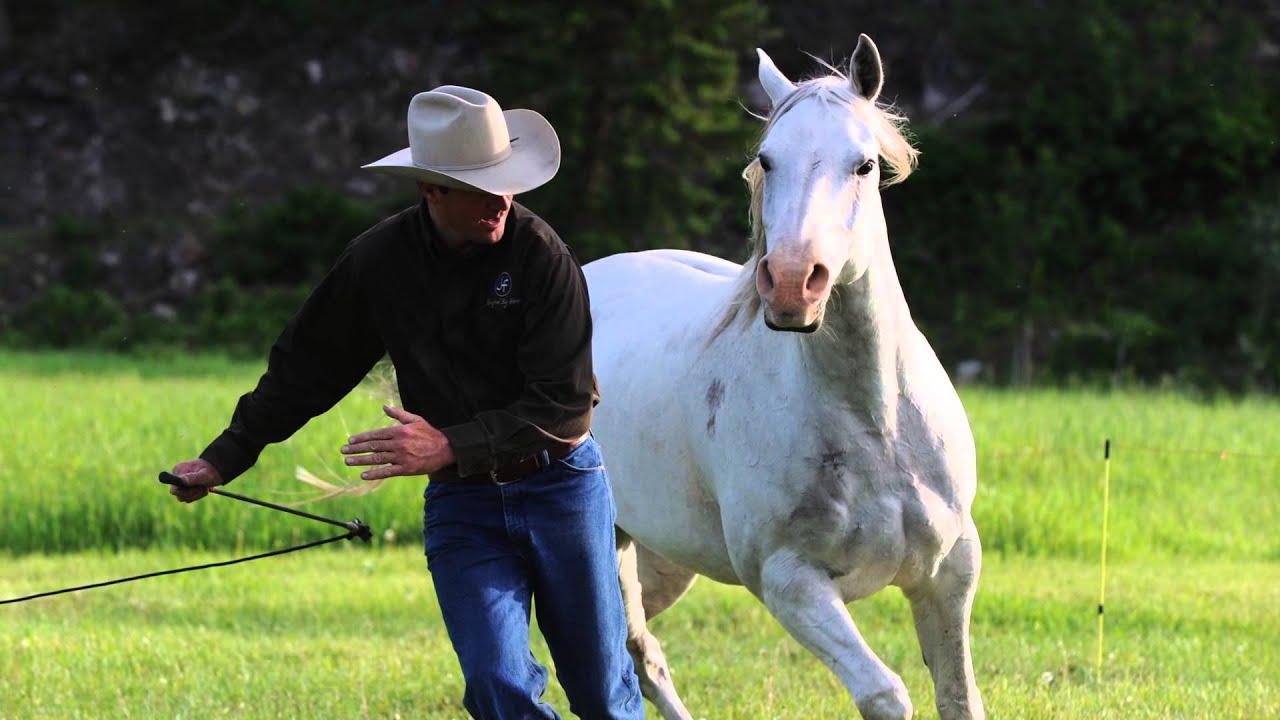 The Art of Liberty Training: A Groundbreaking Approach to Horsemanship (Book Preview)