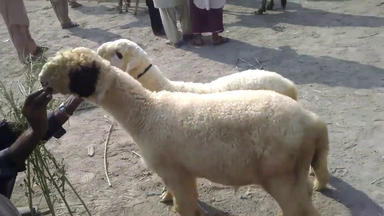 DG khan mandi ka Beautifull Mundry for sale 26/9/2019 03472752440
