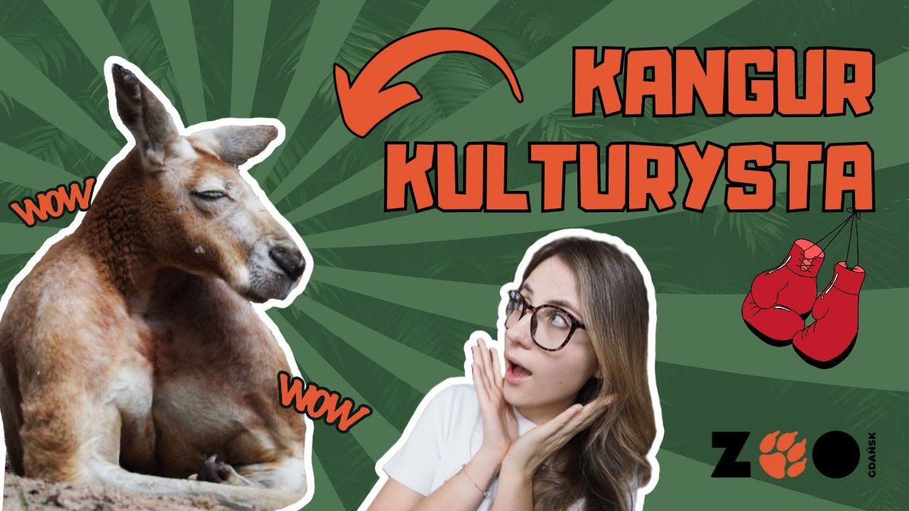 Lekcja ZOOnline odc. 17 Kangur kulturysta
