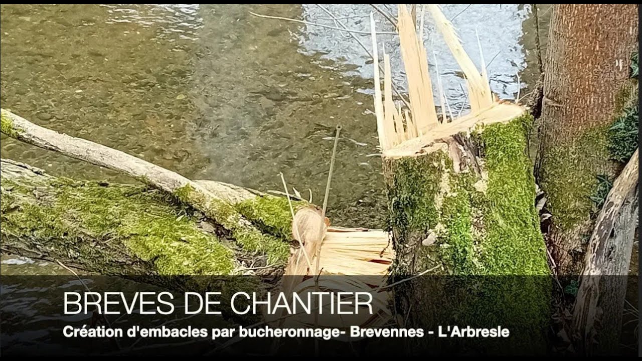 Création d'embacles par bucheronnage semi fixes sur la Brévenne à Lozanne (69)