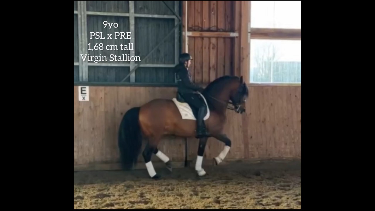 DUENDE/ 9yo PRExPSL Stallion