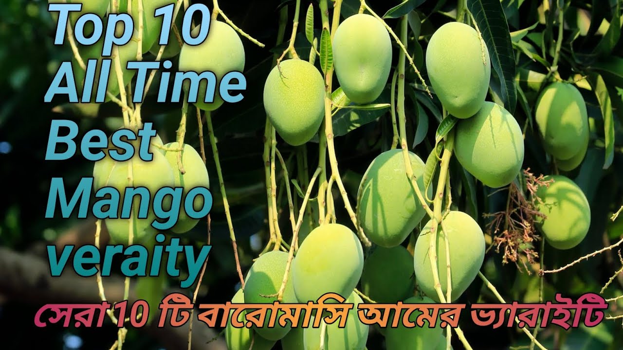 Top 10 all time Mango veraity
