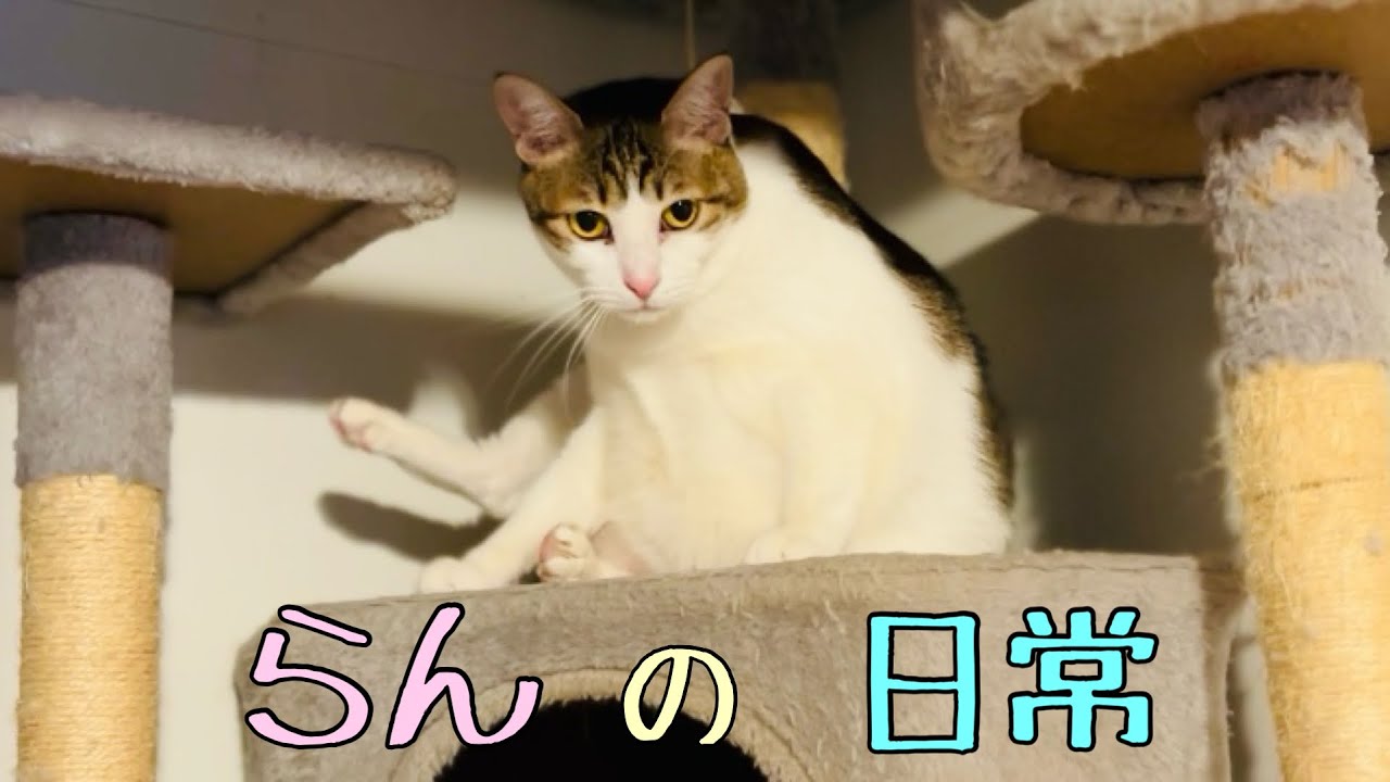 らん　の　日常