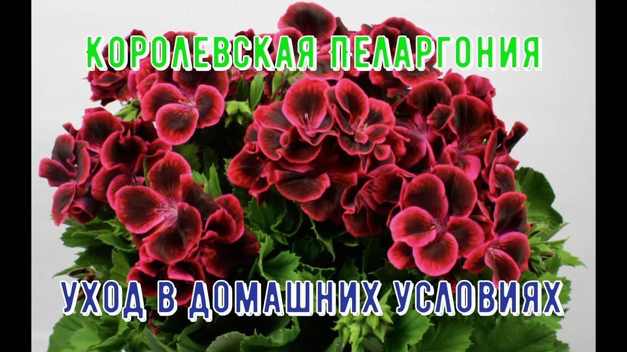 Королевская Пеларгония уход в домашних условиях
