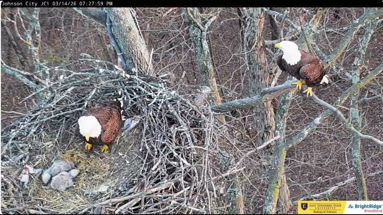 March 14th at Jolene and Boone's Nest 2026 ETSU Eagle Cameras Johnson City Cam 1 / Cam 3