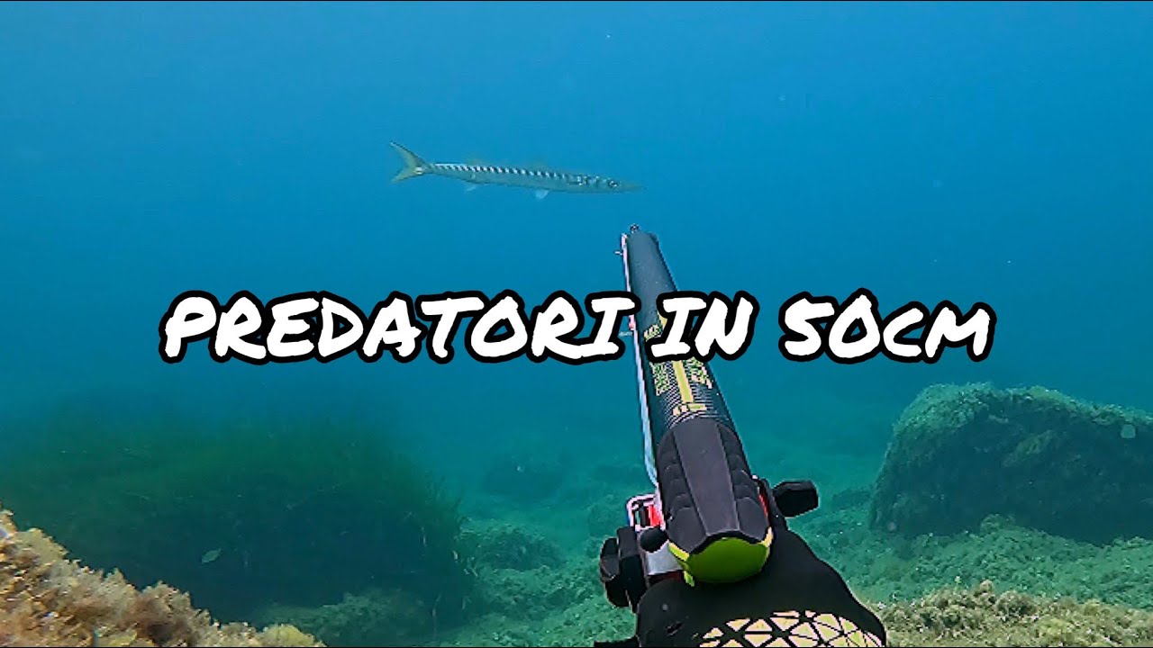Pescasub | i predatori del sottocosta