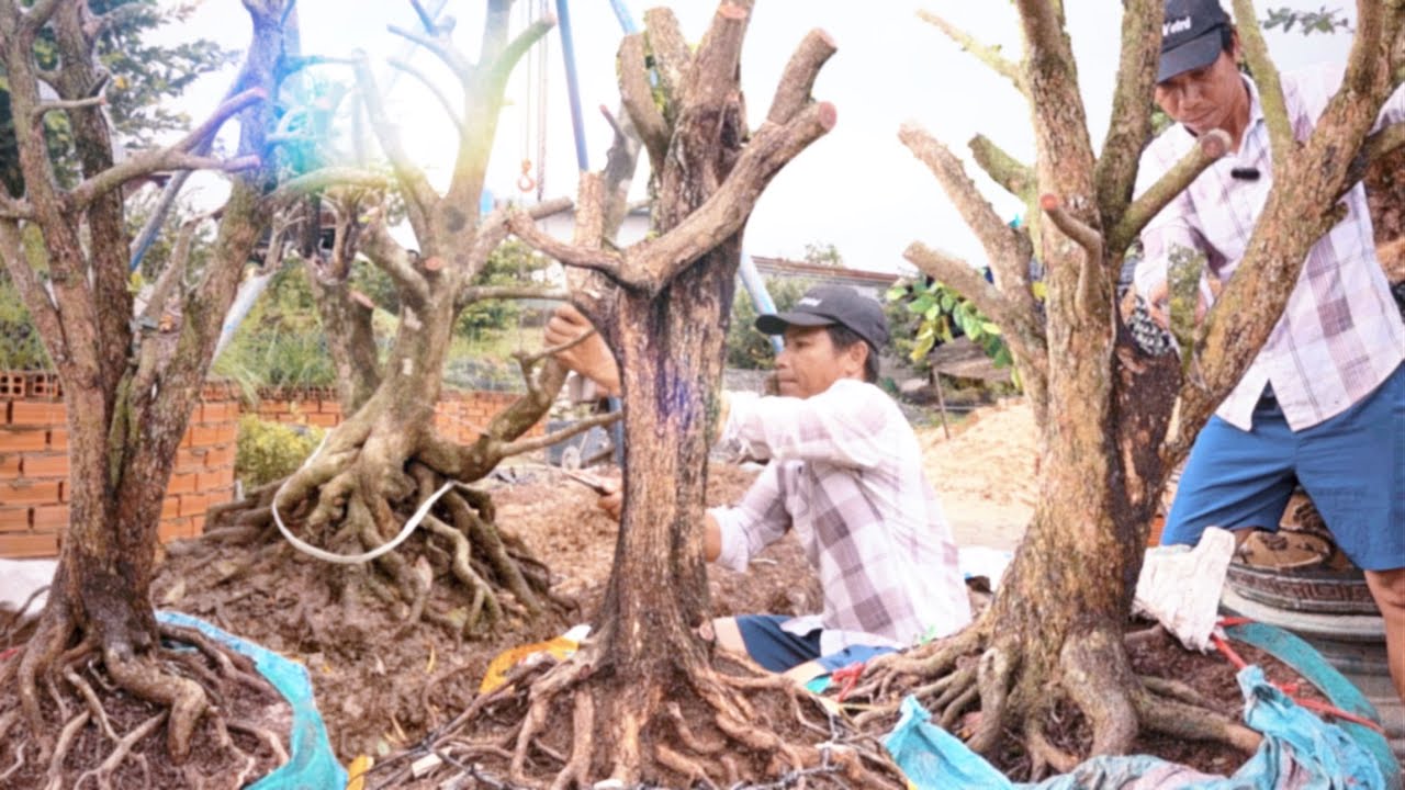 Ghép rễ tạo dáng 4 cây tứ quý mai lùm hiếm thấy vườn mai An Khang phôi khủng nổi tiếng nhất Sài Gòn