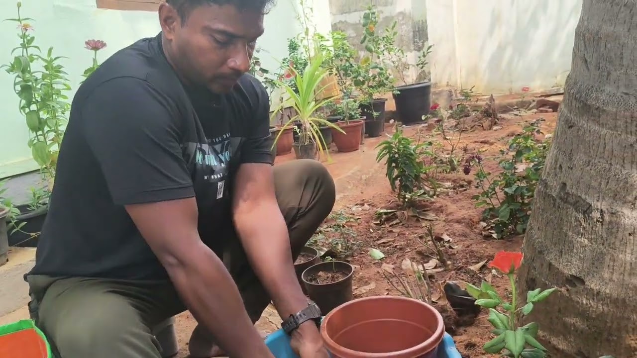 Visit nursery and cleaning 🧹 garden 🏡