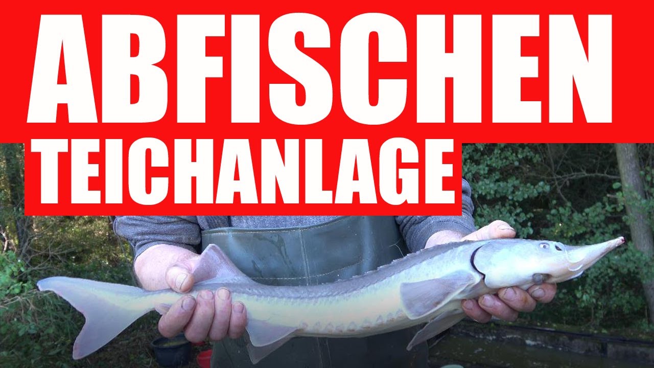 Fischereiverein Weiden - Abfischen Teichanlage