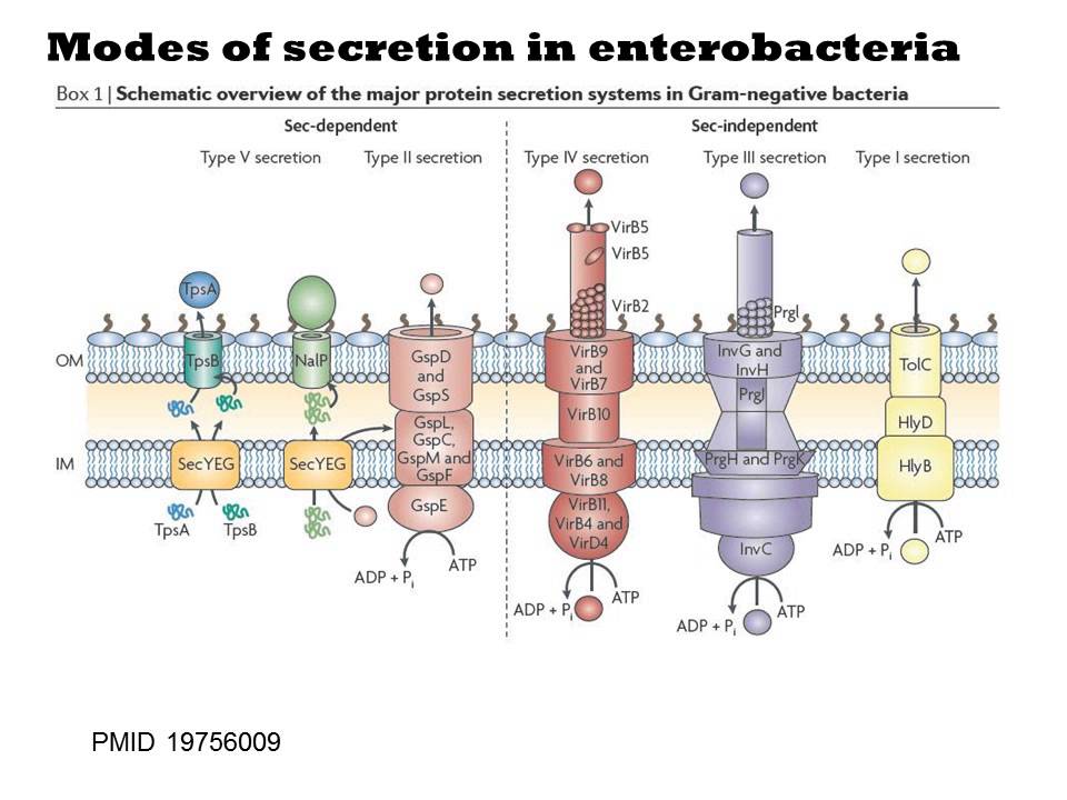 Compartments in Prokaryotes