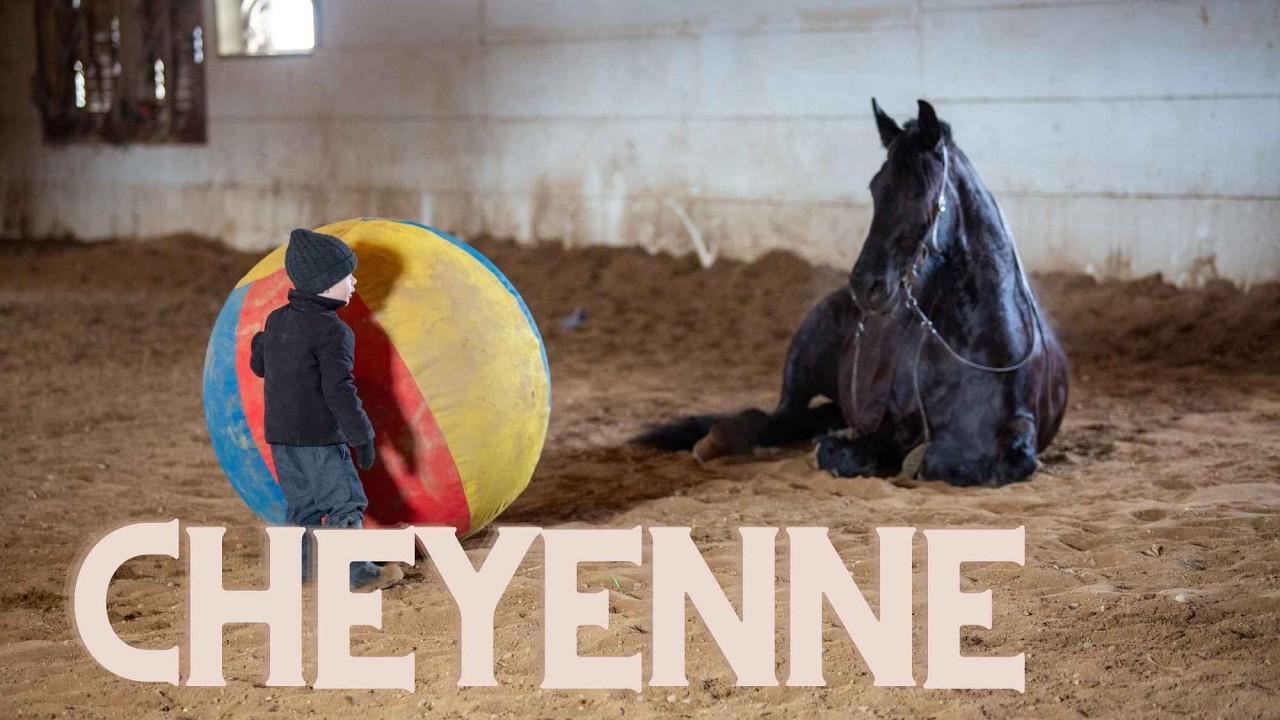 Cheyenne | 4 Year Old | Mare | Friesian Cross | FOR SALE