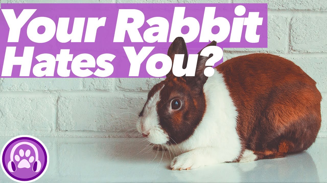 Does Your Rabbit Love You?