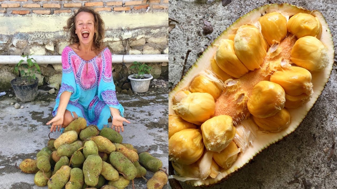 Fruitarians eat 150 POUNDS of super smelly CEMPEDAK FRUIT in Sumatra