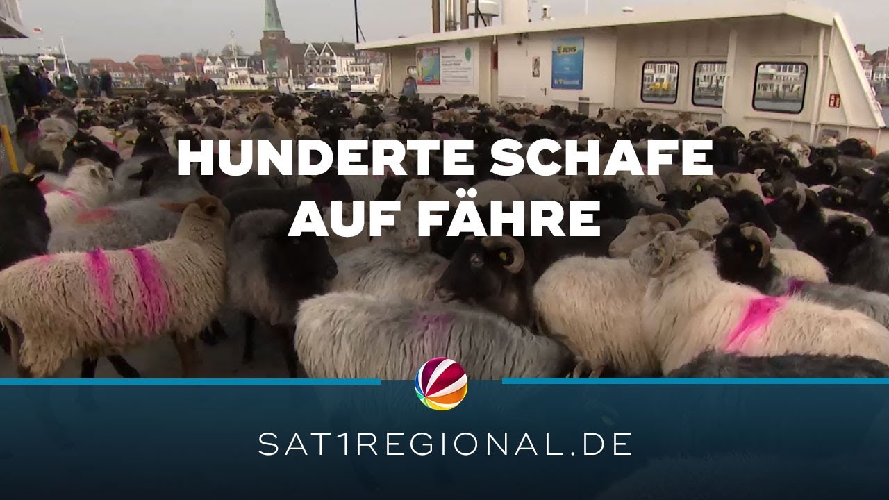 Mit 700 Schafen über die Trave: Ungewöhnlicher Umzug ins Winterquartier