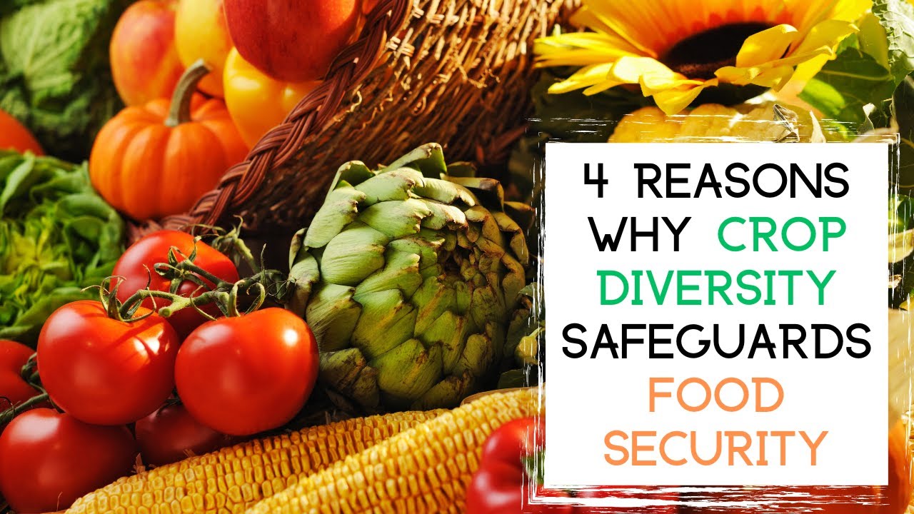 4 Reasons Why CROP DIVERSITY Safeguards Food Security