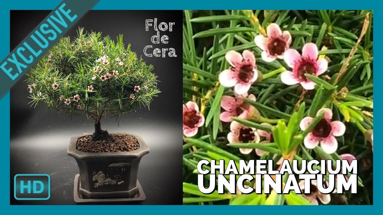 Bonsai Flor de Cera, Chamaelacium Uncinatum