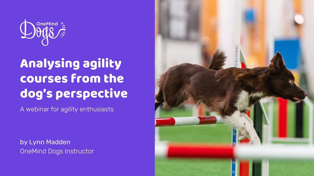 FREE Dog Agility Webinar: Analyzing agility courses from the dog&rsquo;s perspective