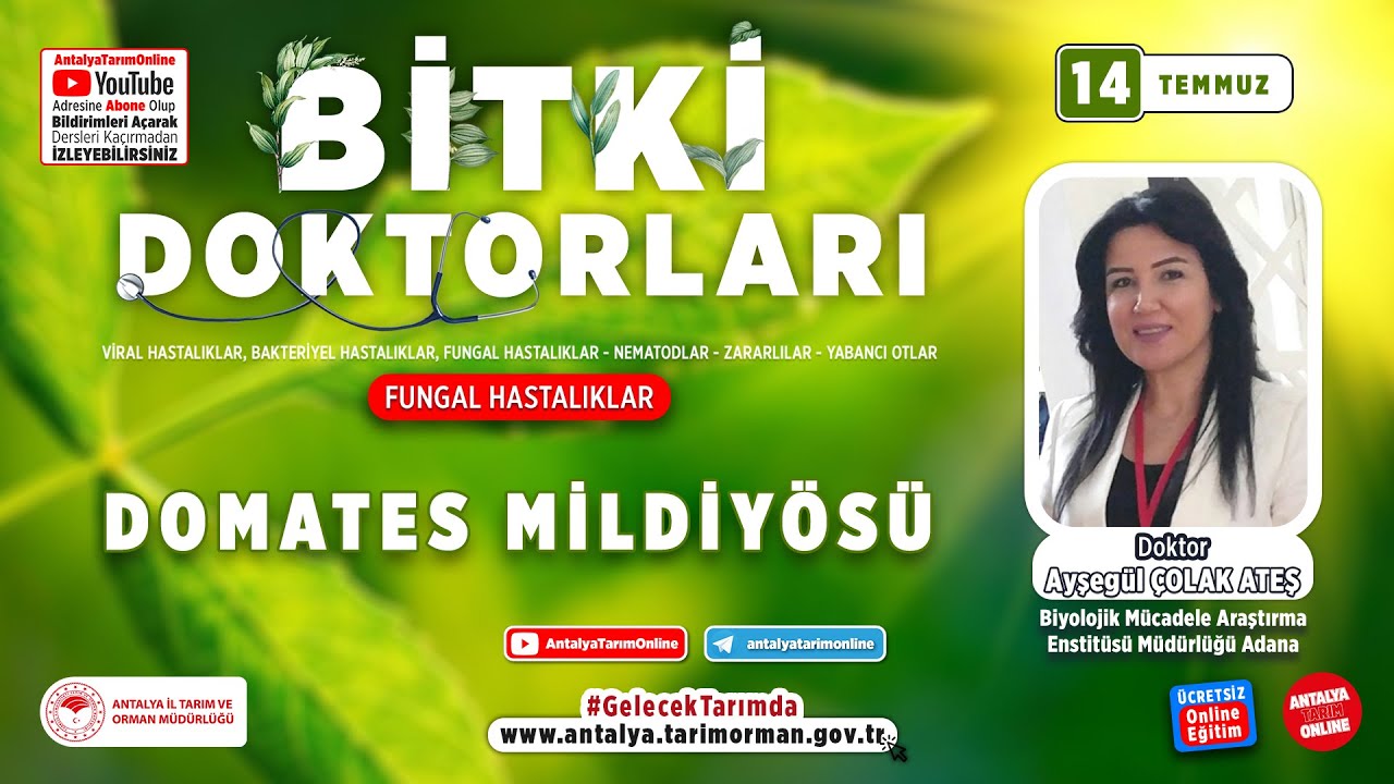 Bitki Doktorları 2- Domates Mildiyösü ( Phytophthora infestans ) ve Mücadelesi