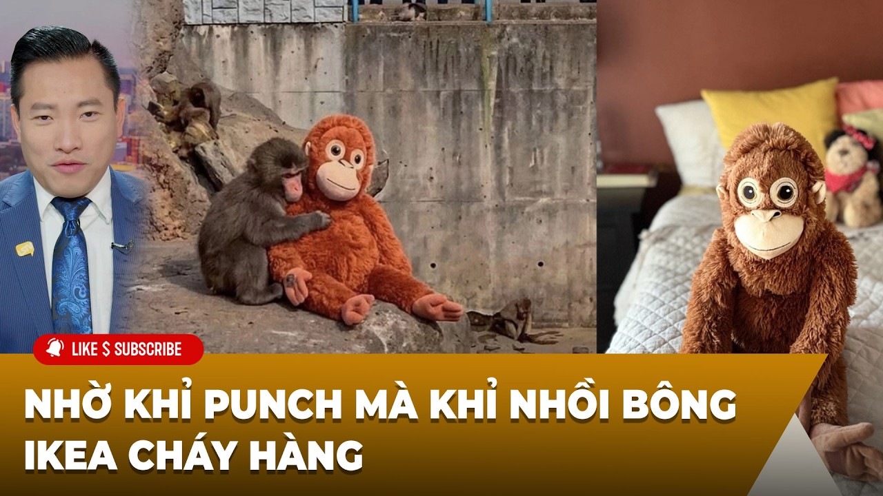 Cà Phê Sáng P3 (02-26-2026) Nhờ khỉ Punch mà khỉ nhồi bông IKEA cháy hàng
