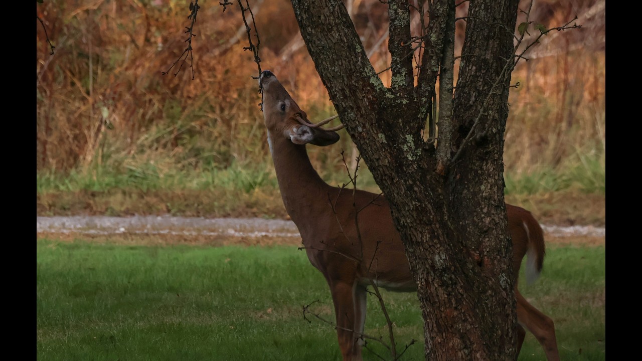 Eckley Miner's Village Young Buck