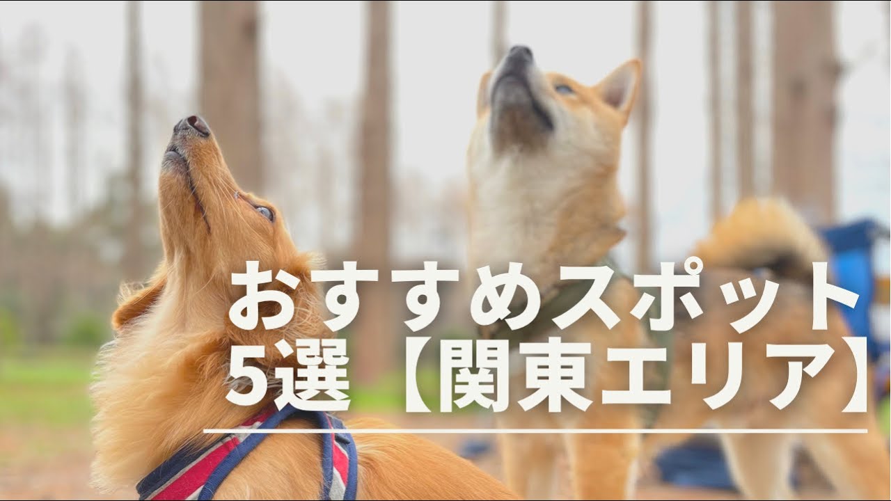 【愛犬とお出かけ】おすすめスポット5 選【ver2】　関東エリア