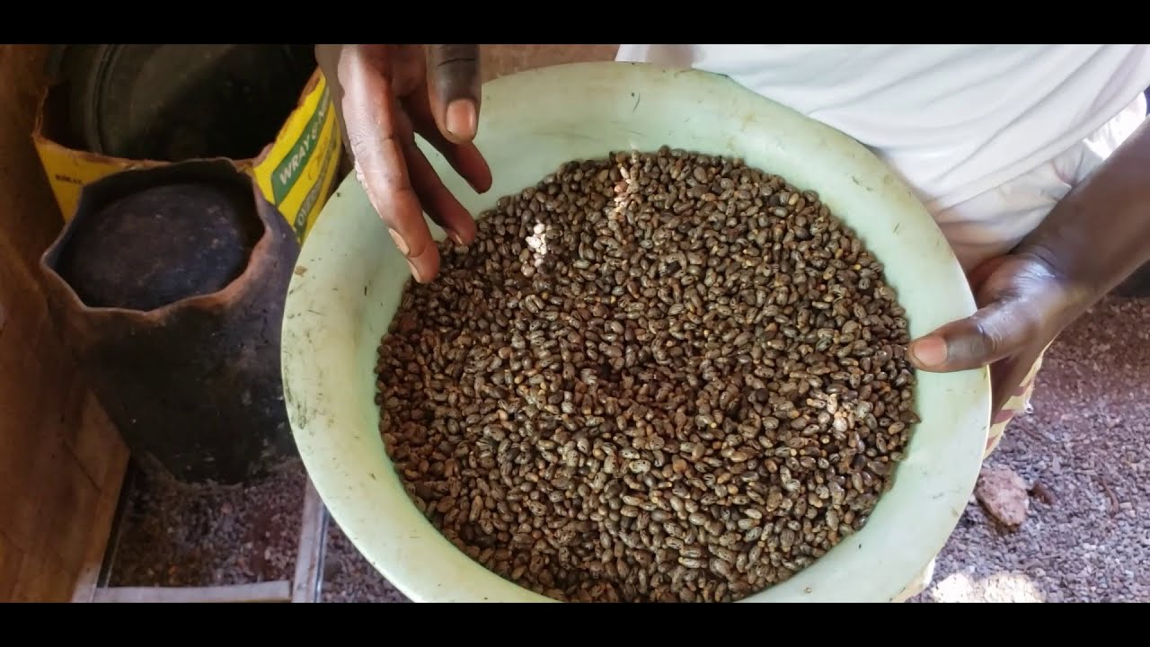 How to Make 100% Pure Jamaican Castor Oil