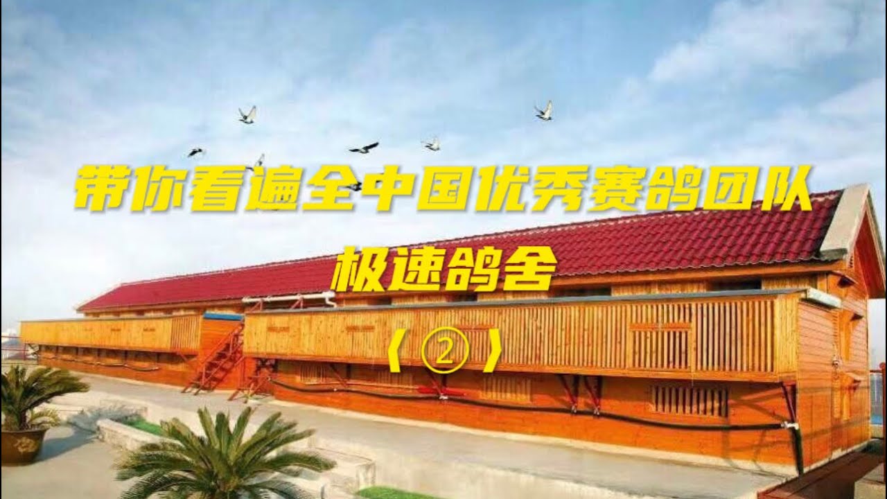【赛鸽风云】极速鸽舍②