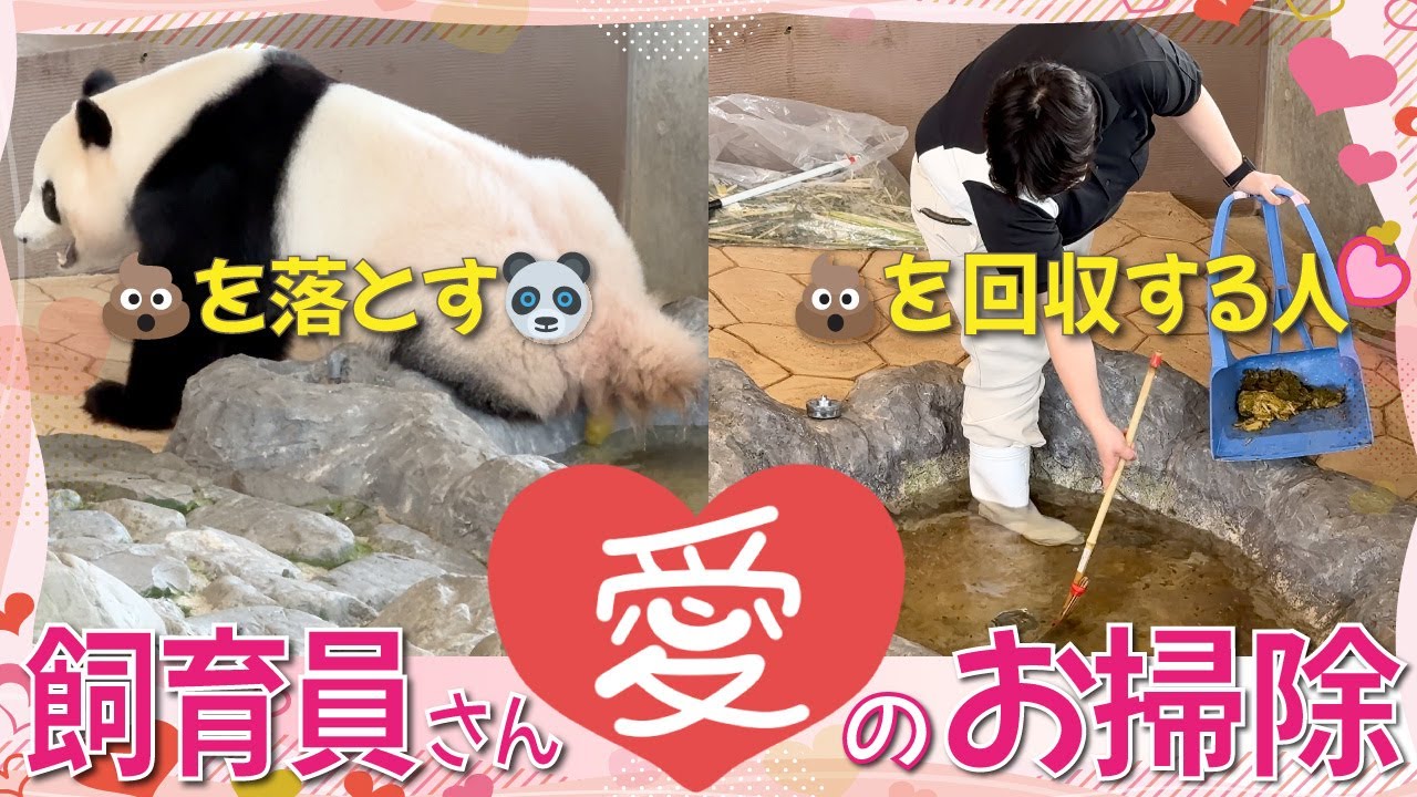 【結浜（ゆいひん）】一時帰宅を断固拒否〜の💩池ポチャで飼育員さんを困らせまくる結浜🎀お掃除にナカさん登場で見事な💩回収👏