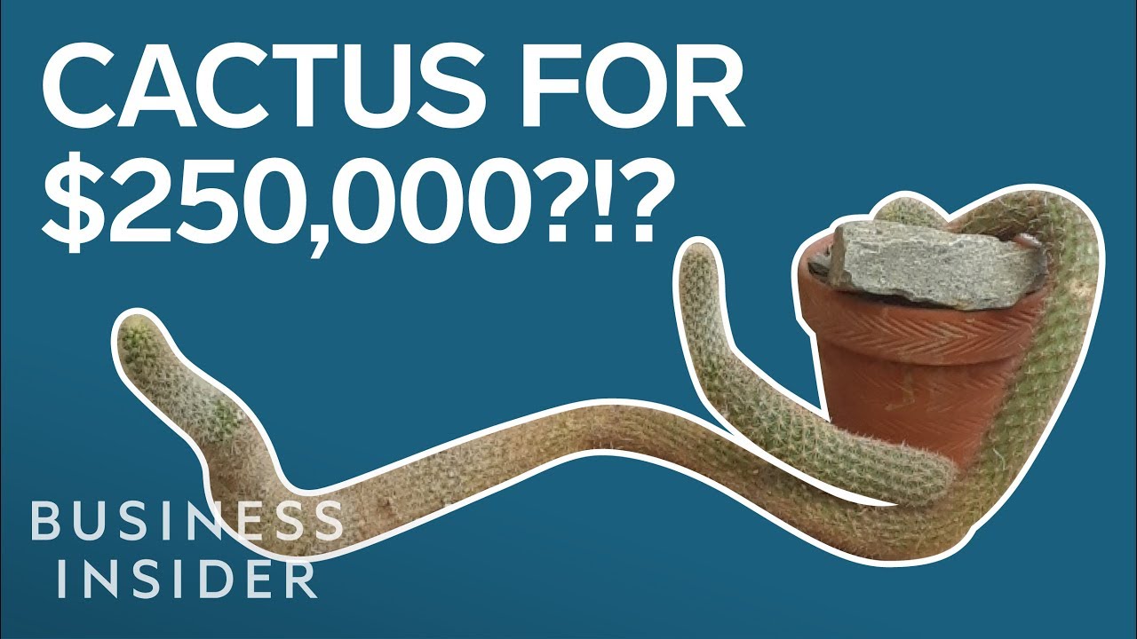 This NYC Store Has A Cactus Listed For $250,000
