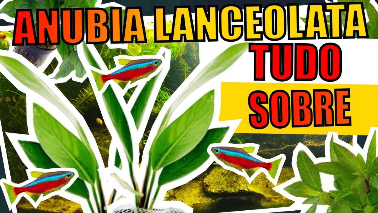 🔴ANUBIA LANCEOLATA: TUDO SOBRE! |Mr. Betta|