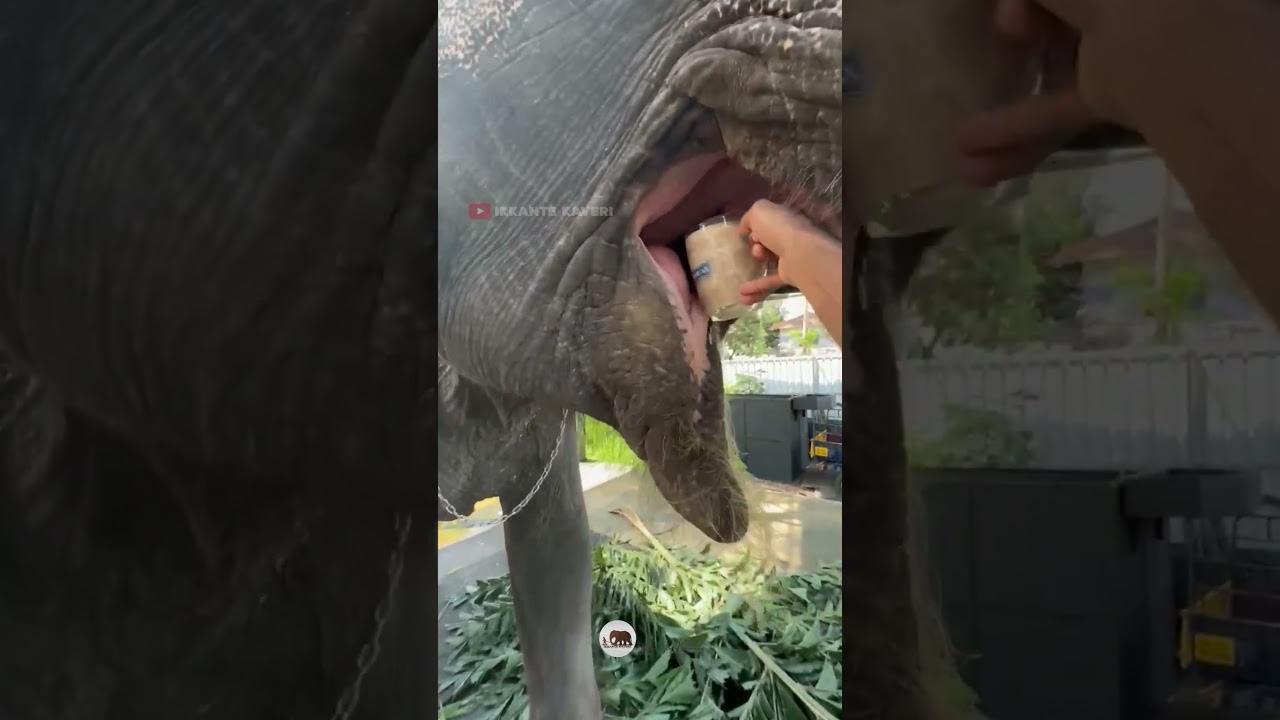 പെണ്ണിനുള്ള പെരുന്നാൾ പായസം | shimil | kaveri | #elephant #keralaelephant #love #kaveri