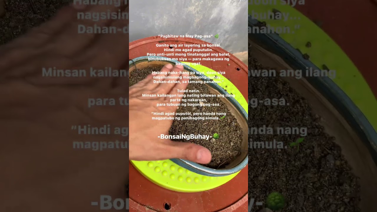 &ldquo;Pagbitaw na may pagasa&rdquo; #bonsaingbuhay #dailyreflection #growthmindset #bonsaiart