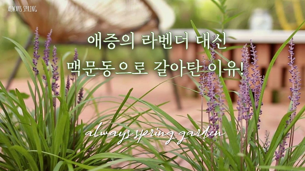 애증의 라벤더 대신 폭염, 추위, 가뭄, 장마에도 끄떡없는 맥문동 키우기 A to Z /키울때 주의할점/번식방법/심는 방법