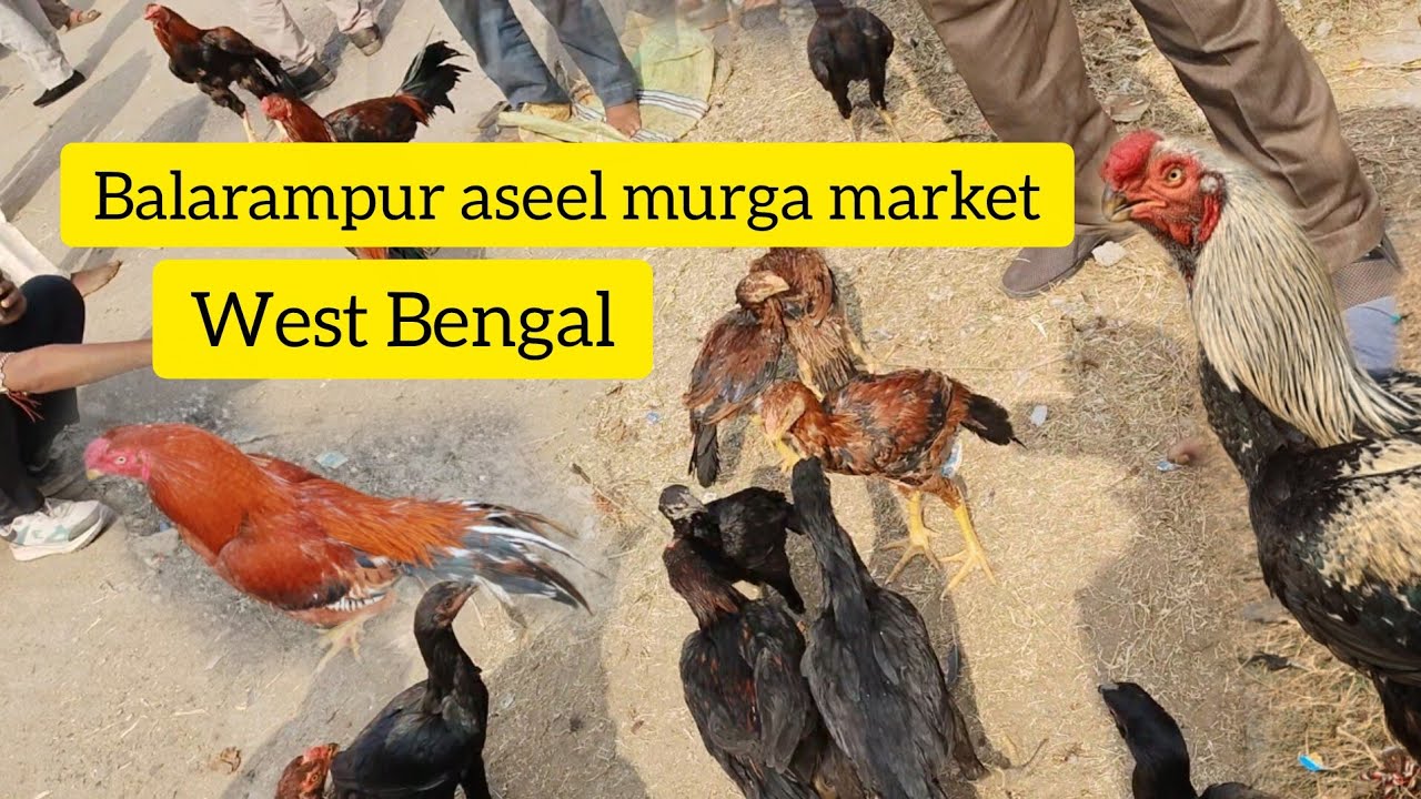 Balarampur aseel murga market 